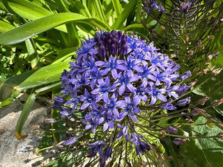 Beautiful Portuguese Squill (lat.- Scilla peruviana)