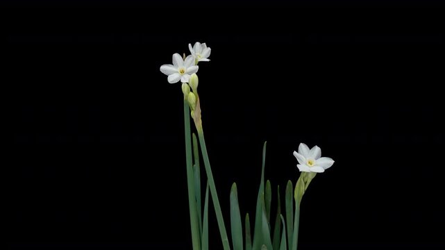 Beautiful white yellow daffodils growing and opening on black background in time lapse	