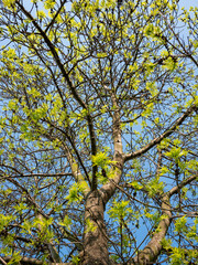 Spring tree branches with fresh green leaves against blue sky