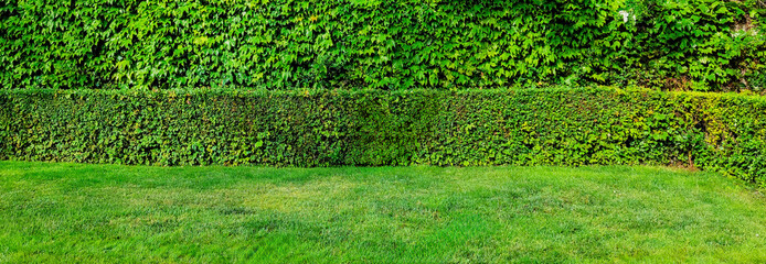 Green hedge wall with grass lawn, lush foliage and trimmed bushes, natural outdoor background