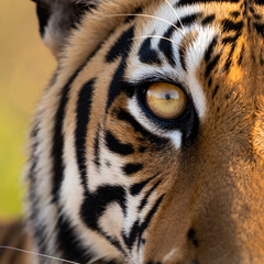 Close-up view of a tiger's eye with bold patterns and natural habitat in the background
