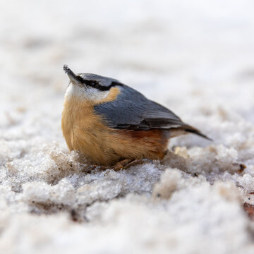 kranker Vogel
