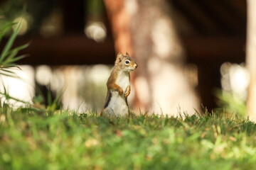 Fototapeta premium Cute American Red Squirrel standing in a field