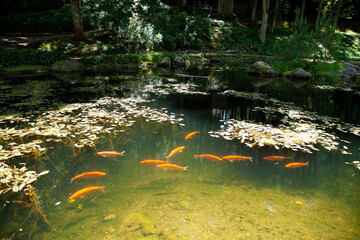 Vibrant orange Koi carp in a serene pond. Japanese Garden at Vilnius University Botanical Garden, designed by Edo-period principles. Peaceful zen landscape.