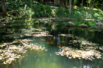 Vibrant orange Koi carp in a serene pond. Japanese Garden at Vilnius University Botanical Garden, designed by Edo-period principles. Peaceful zen landscape.