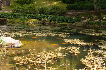 Vibrant orange Koi carp in a serene pond. Japanese Garden at Vilnius University Botanical Garden, designed by Edo-period principles. Peaceful zen landscape.