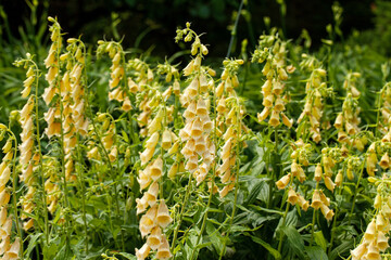 Elegant spikes of Straw Foxglove (Digitalis lutea) blooming with delicate pale yellow bell-shaped flowers in a shaded summer garden. © jbphotographylt