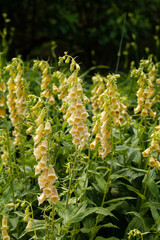 Elegant spikes of Straw Foxglove (Digitalis lutea) blooming with delicate pale yellow bell-shaped flowers in a shaded summer garden. © jbphotographylt