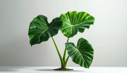 taro plant (Colocasia esculenta) growing healthy