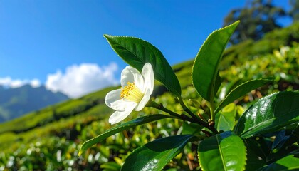 tea plant (Camellia sinensis) growing lush and healthy, rich green leaves with fine veins