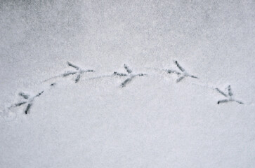 Wild bird footprints in the white snow background .Birds tracks on the first snow landscape. Closeup , top view outdoors photo.