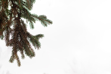 Green spruce branches standing out against a soft snowy background