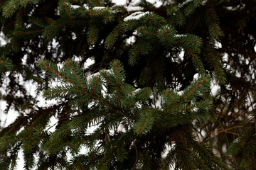 Close up view of spruce branches covered with fresh snow