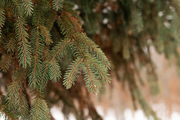 Detailed close up of snow on spruce branches in winter nature