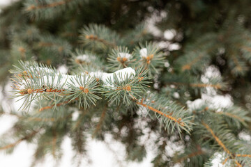 Spruce branches fully covered with snow in winter landscape