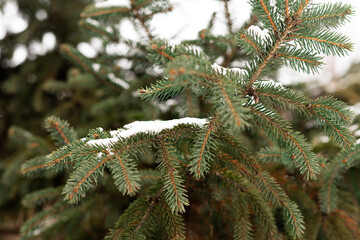 Texture of snow and needles on spruce branches in cold season
