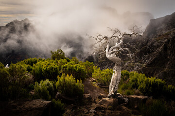 Dramatic view of a twisted dead tree standing among green shrubs in the misty mountains near Pico Ruivo on Madeira Island, Portugal.