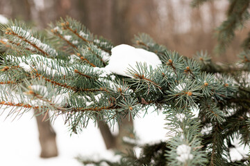 Snowy spruce branches creating a calm winter atmosphere
