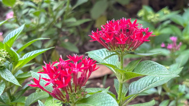 Egyptian Starcluster in Bloom. Detail of Pentas lanceolata showing pink star-shaped inflorescences and green lanceolate foliage in a garden setting.