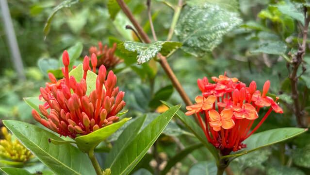 Red Ixora Flowers and Buds. Macro detail of Ixora chinensis showing the contrast between closed buds and open flowers in red and orange tones in the garden.
