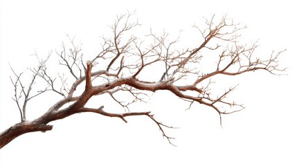 Fototapeta premium Leafless branches of a weathered tree on white background.