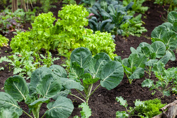 Homegrown organic vegetables in a small garden: vibrant green lettuce and kale leaves in fertile dark earth.