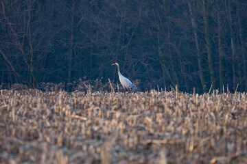 Fototapeta premium A lonely crane in a field in front of a forest
