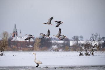 Fototapeta premium A flock of greylag geese in flight over a frozen lake