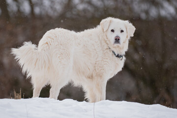 Tatra Sheepdog