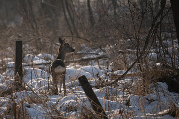 Roe deer in winter scenery © Robert
