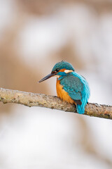 Obraz premium Kingfisher - Alcedo Atthis