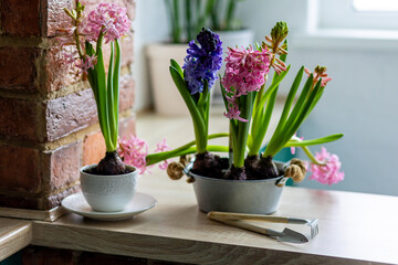 Kid's environmental project at home for ecology school lesson. Environment protection, eco friendly lifestyle. Growing bulbous hyacinth flowers in a pot on a windowsill. Spring gardening concept