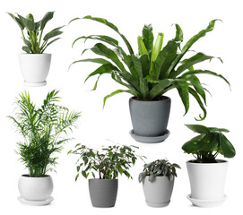 Different house plants in pots isolated on white, collection © New Africa