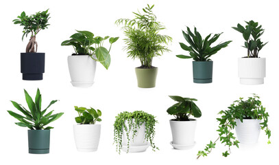 Obraz premium Different house plants in pots isolated on white, collection