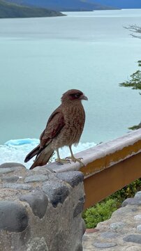 Close-up of a Chimango Caracara bird perched on a wooden railing with Perito Moreno Glacier in the background. Patagonia wildlife, travel and eco-tourism concept. 4k 60fps, High frame rate 