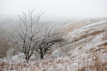 A bush in the frost on a steep slope in winter
