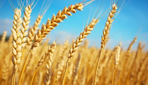Golden ripe wheat stalks in agricultural field, close-up of wheat ears with detailed grain texture
