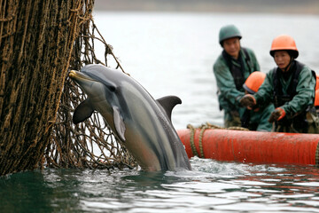 Rescue team freeing a trapped dolphin from fishing gear in coastal waters during a mission to protect marine wildlife