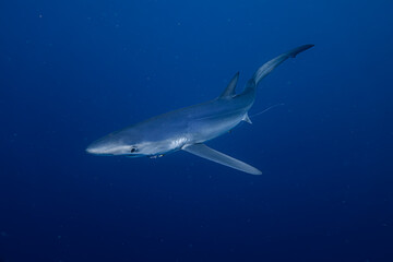 Obraz premium tiburón azul en el mediterraneo 