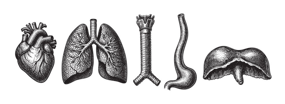 A set of vintage-style engravings depicting human organs including the heart, lungs, trachea, esophagus, and diaphragm on a white background.