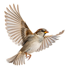 Obraz premium A sparrow in flight with wings spread wide isolated on transparent background flying freely