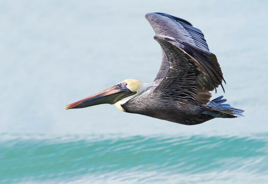 Adult Brown Pelican flying across a clear blue sky. - Powered by Adobe