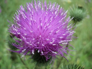 Purple thistle flower