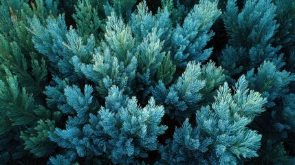 Lush green coniferous foliage closeup.
