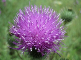Purple thistle flower in the field