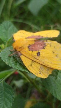 A delicate Rose-Myrtle Lappet Moth resting quietly on a leaf, its soft patterned wings showing elegant shades and textures, blending beautifully into nature&rsquo;s calm surroundings.