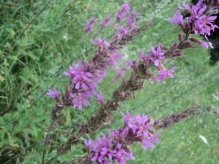  flowers in the garden