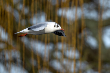 Black headed gull flying past the reed beds
