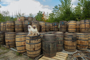 Two Small Dogs Sitting on Stacked Wooden Barrels Outdoors