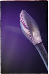 Bl&uuml;te einer Amaryllis, Amaryllidaceae,